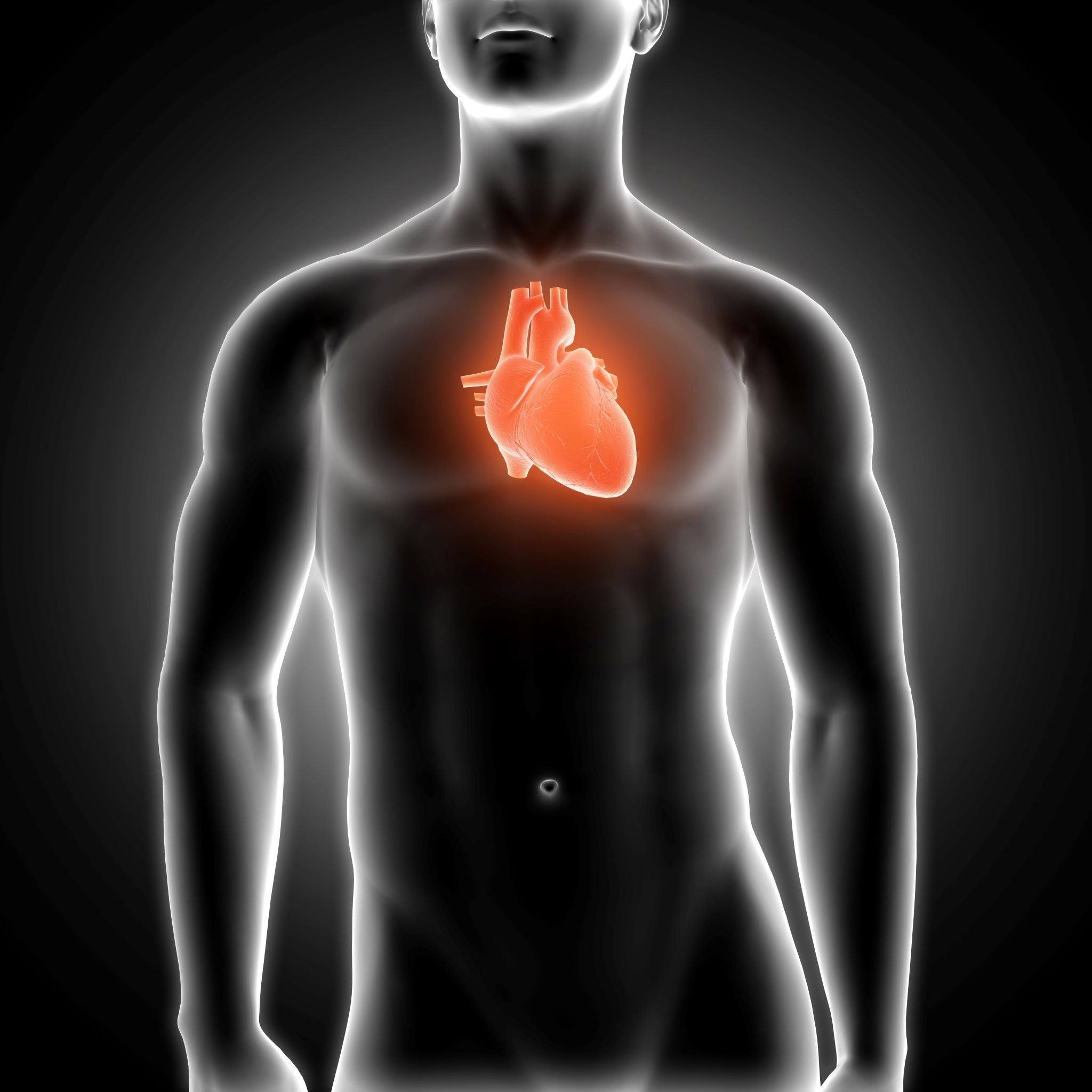 Herz Anatomie: Aufbau, Lage & Funktion — einfach erklärt – Animus 