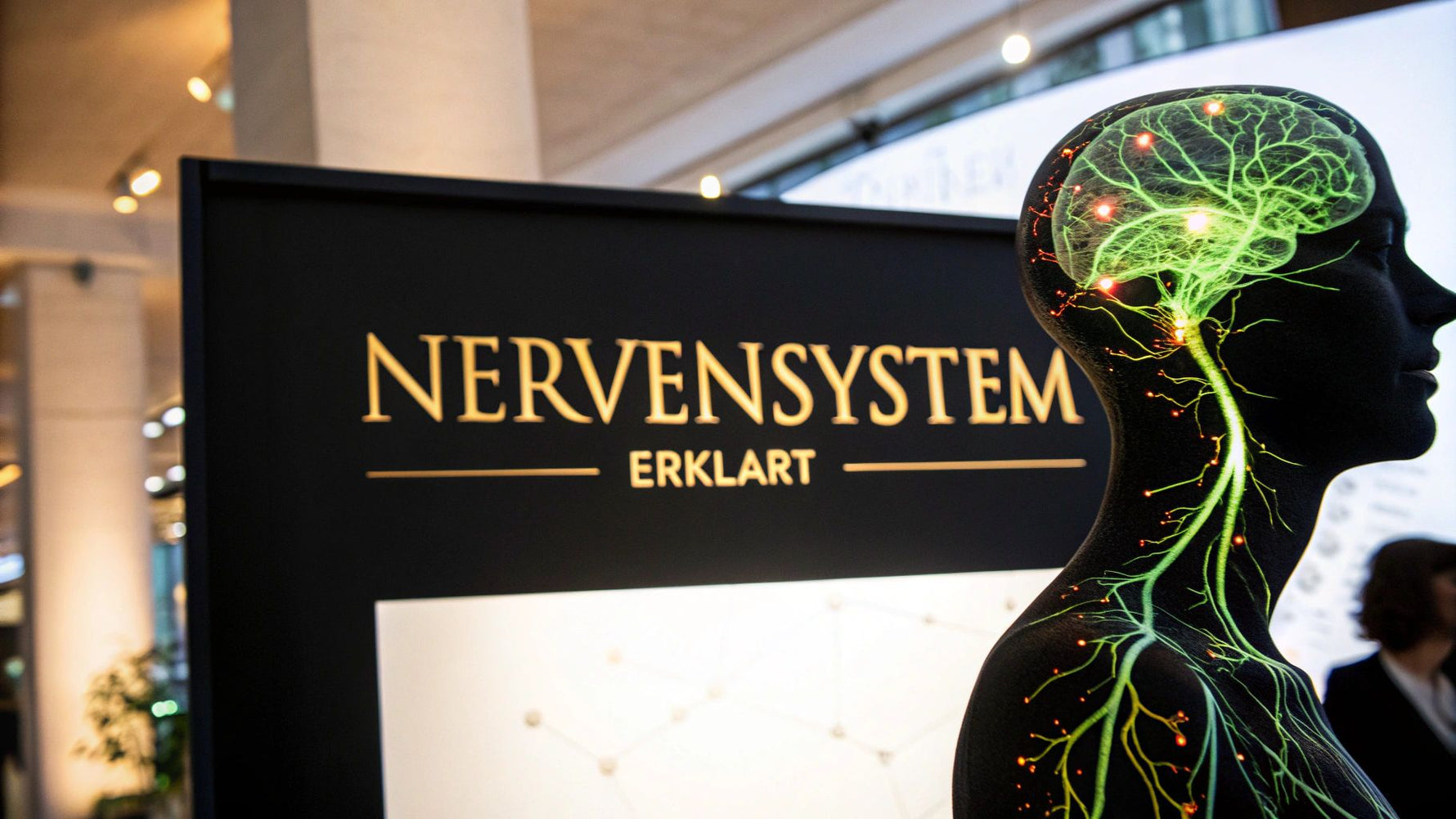 Wie funktioniert das Nervensystem einfach erklärt
