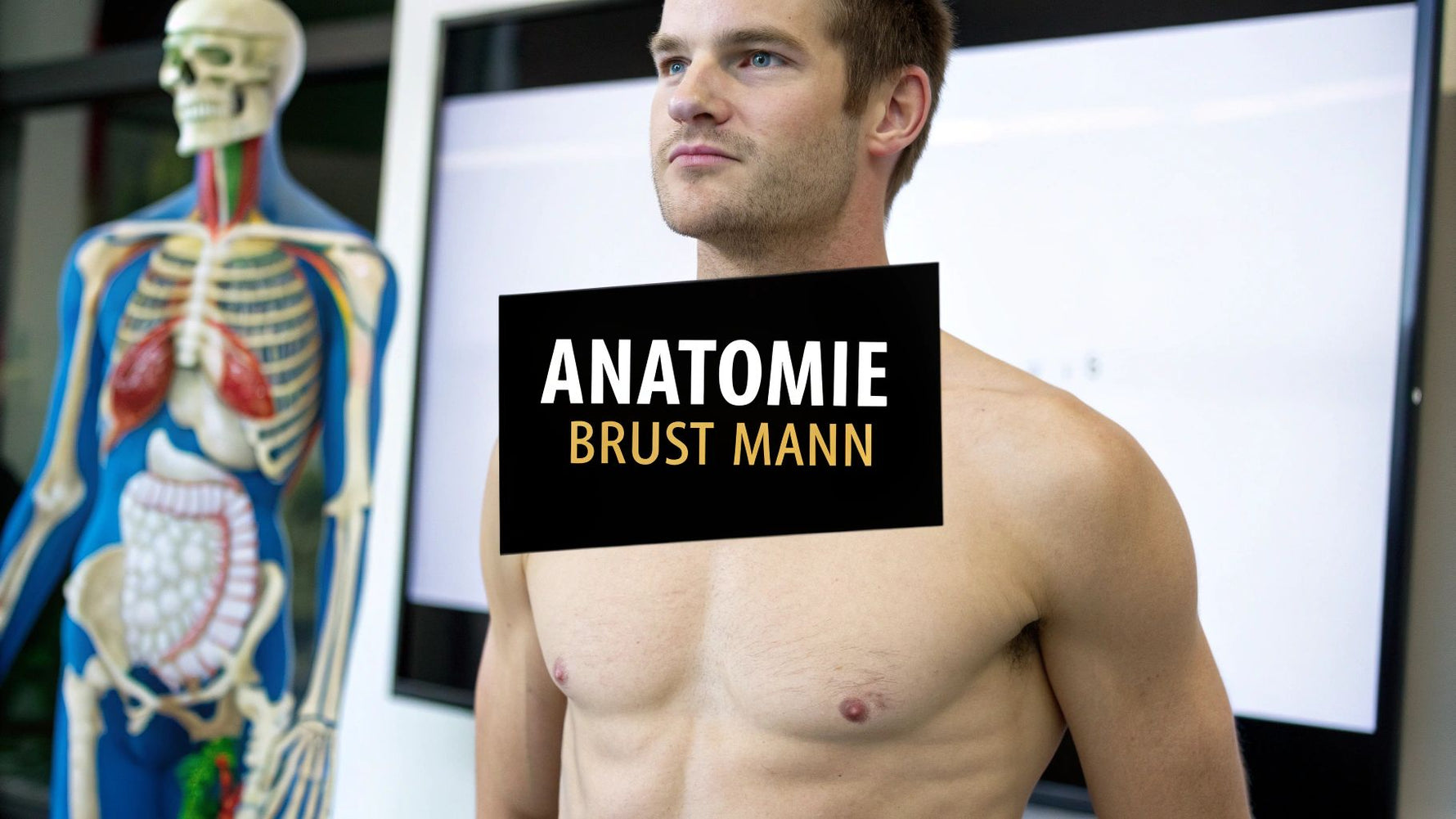 Anatomie Brust Mann: Verständliche Erklärung & wichtige Fakten