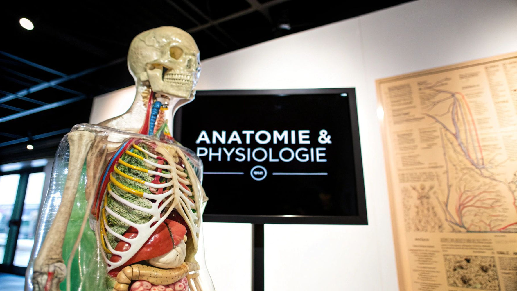 Anatomie und Physiologie verständlich erklärt