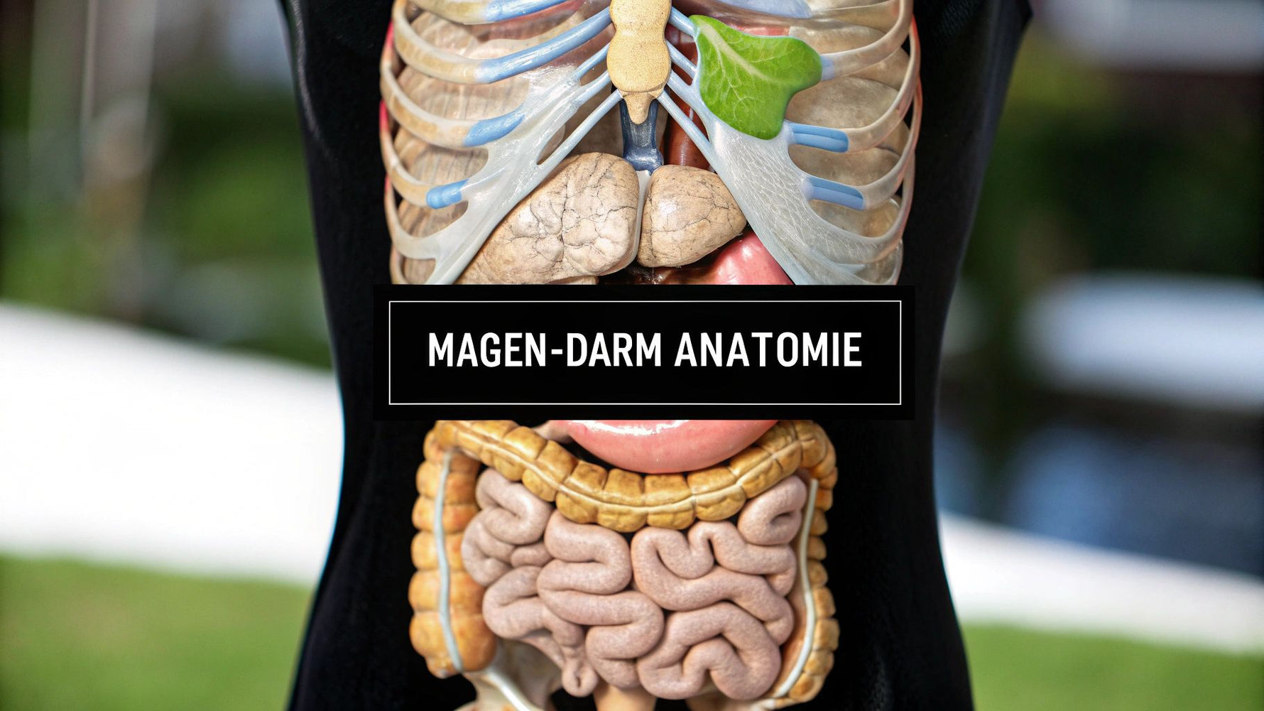Magen Darm Trakt Anatomie verständlich erklärt