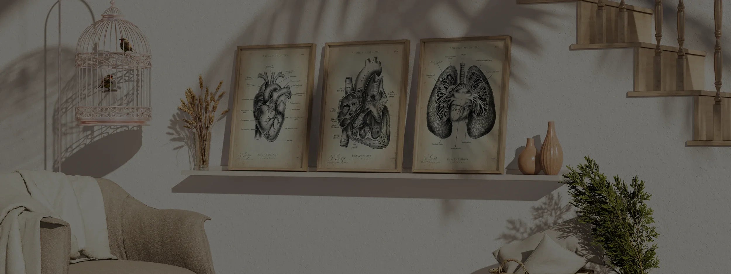 Herz Anatomie - Animus Medicus GmbH