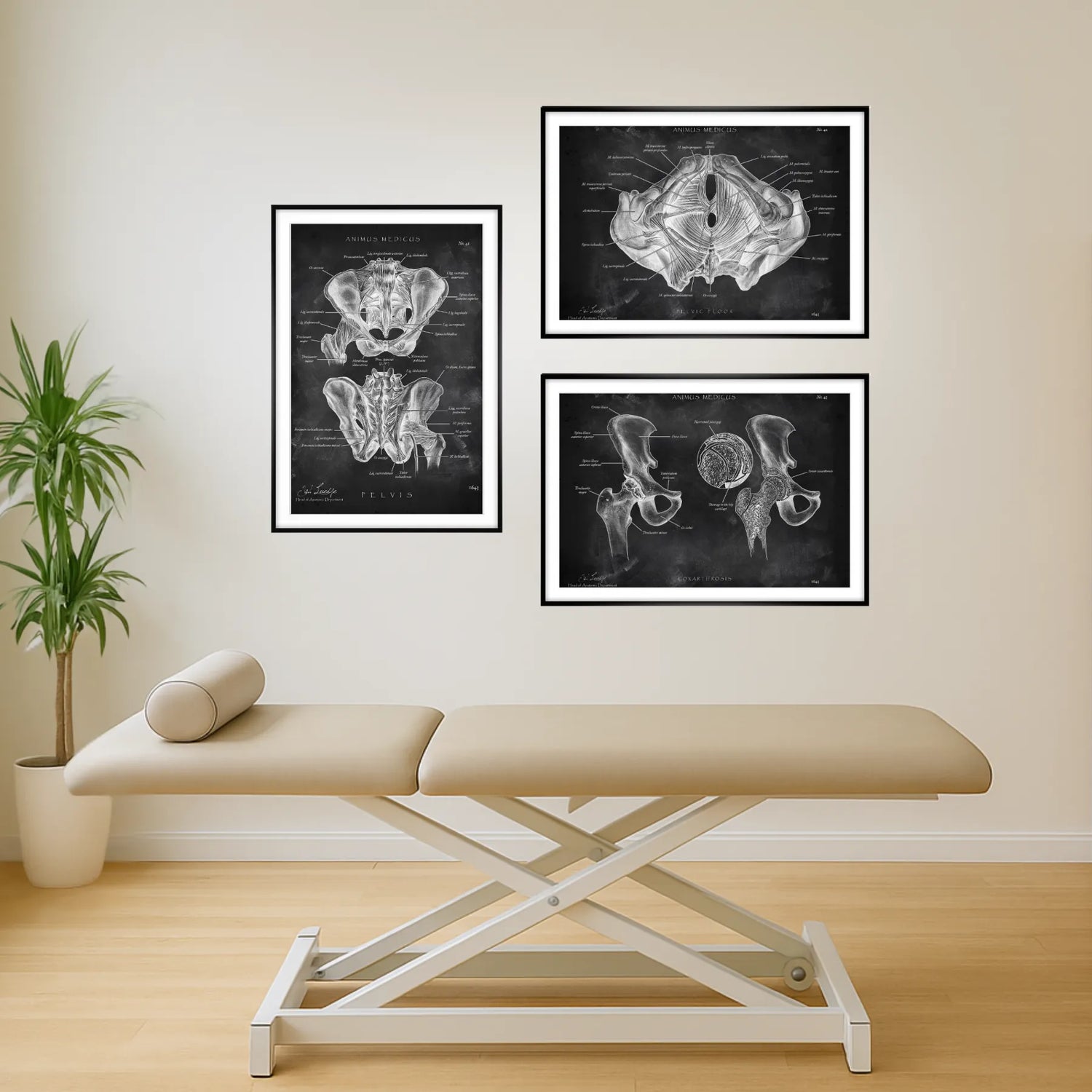 Becken Anatomie Sammlung - Chalkboard