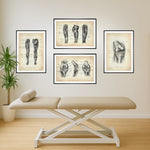 Knie Anatomie Sammlung