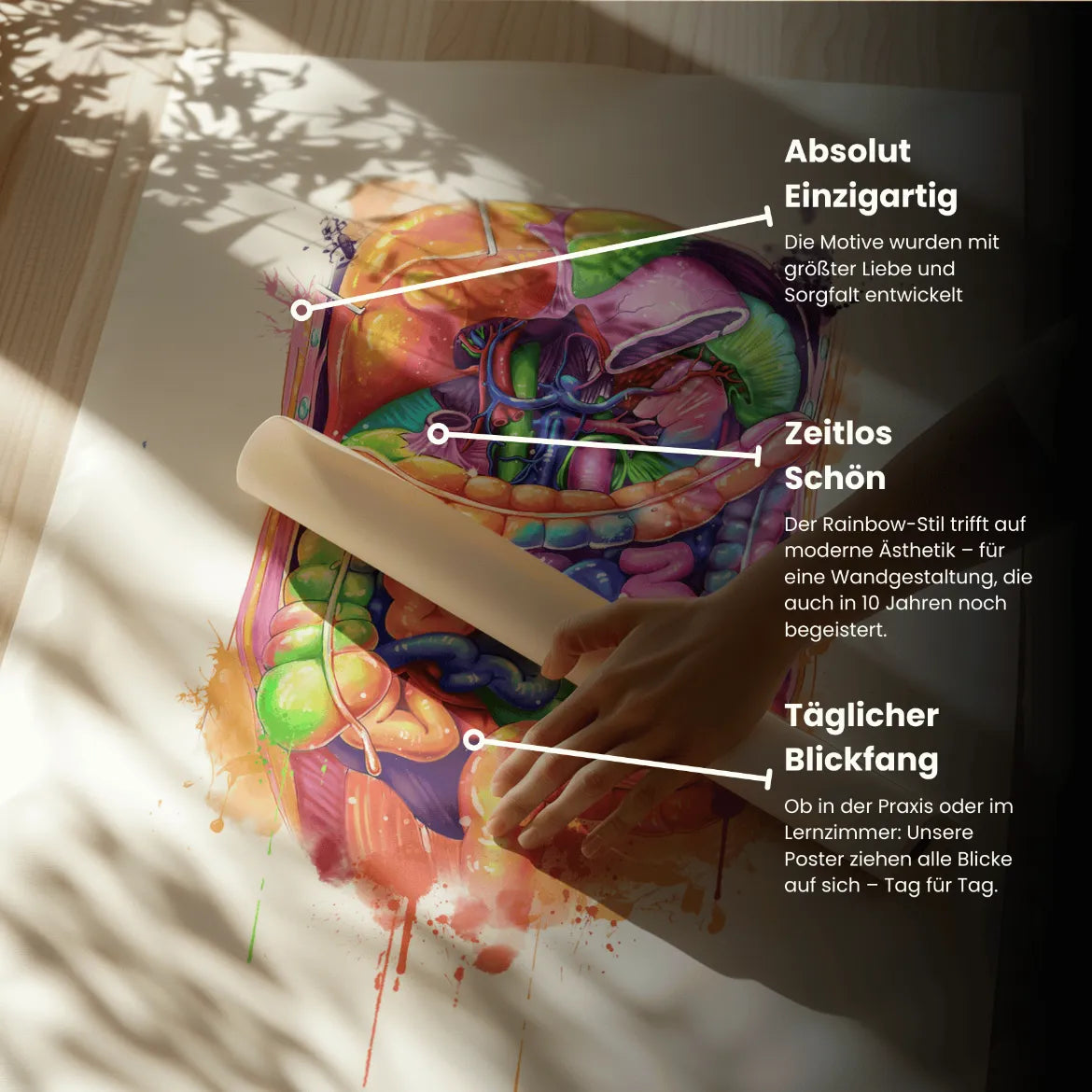 Abdomen Anatomie - Rainbow - Animus Medicus GmbH