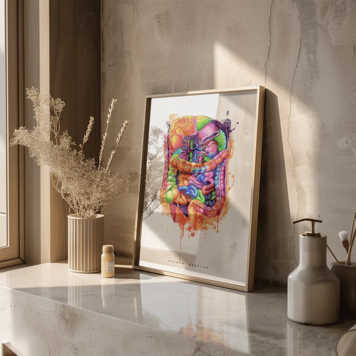 Abdomen Anatomie - Rainbow - Animus Medicus GmbH