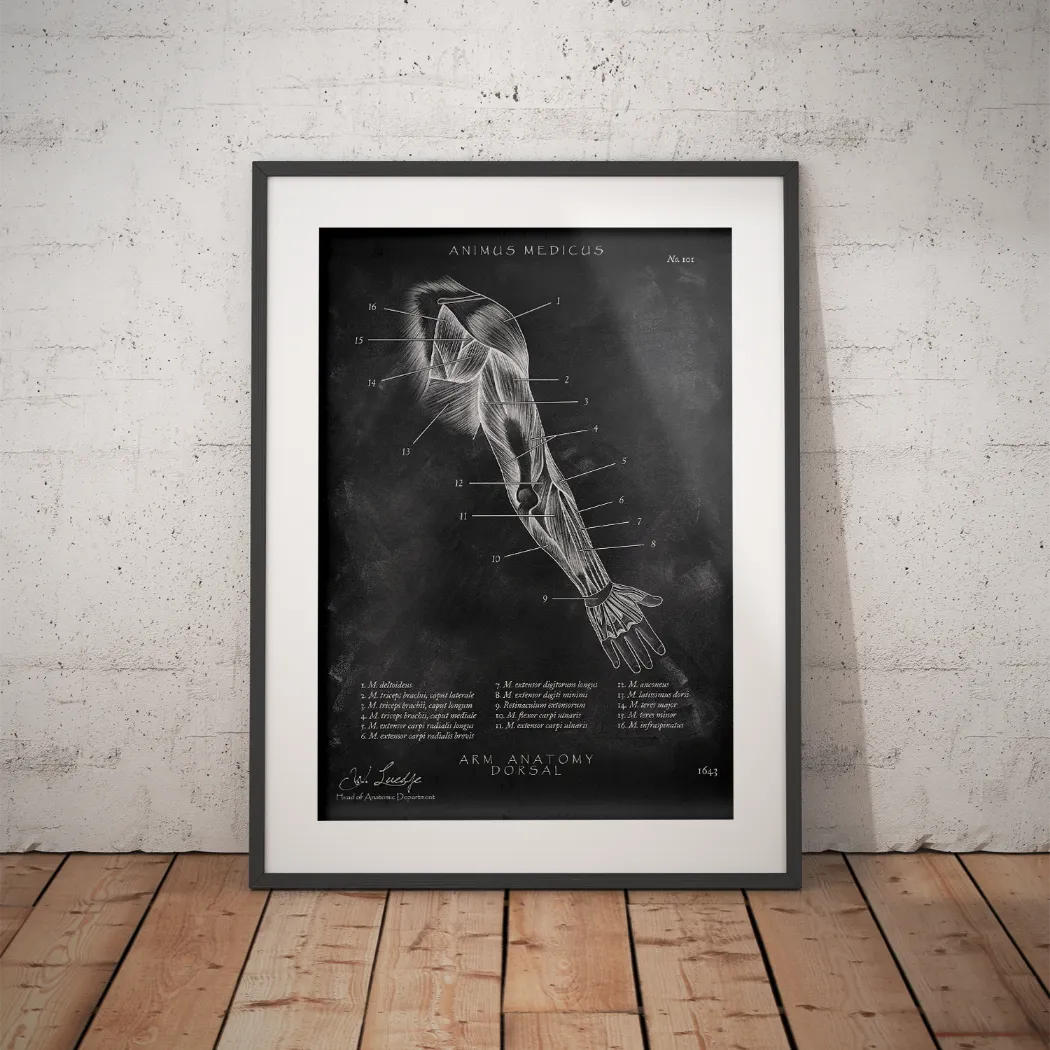 Arm Anatomie dorsal - Chalkboard - Animus Medicus GmbH