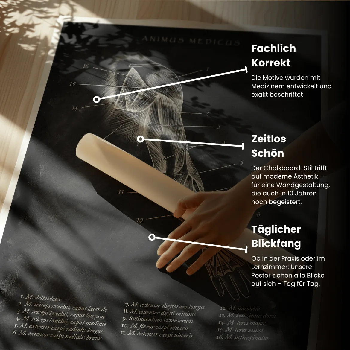 Arm Anatomie dorsal - Chalkboard - Animus Medicus GmbH