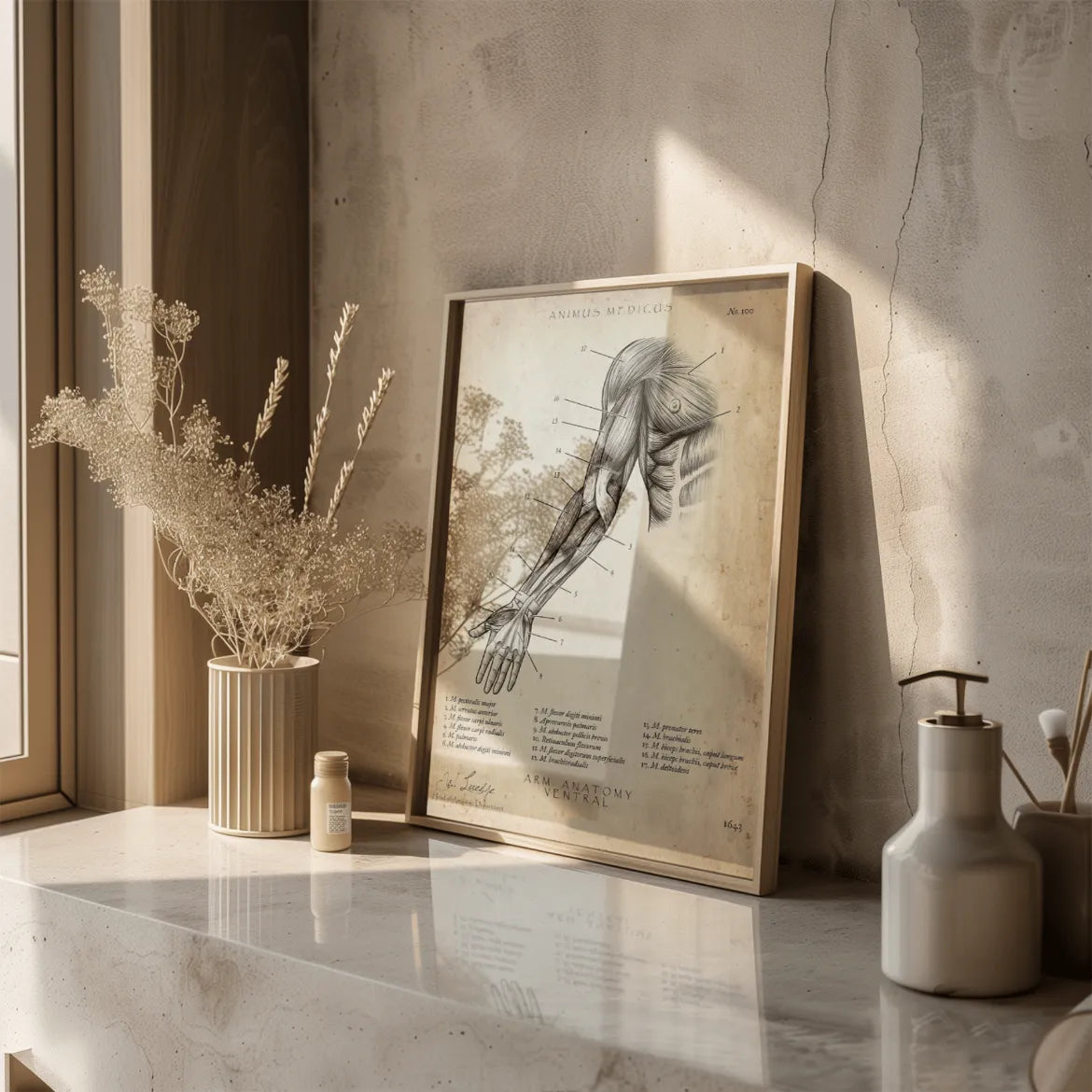 Arm Anatomie ventral - Animus Medicus GmbH