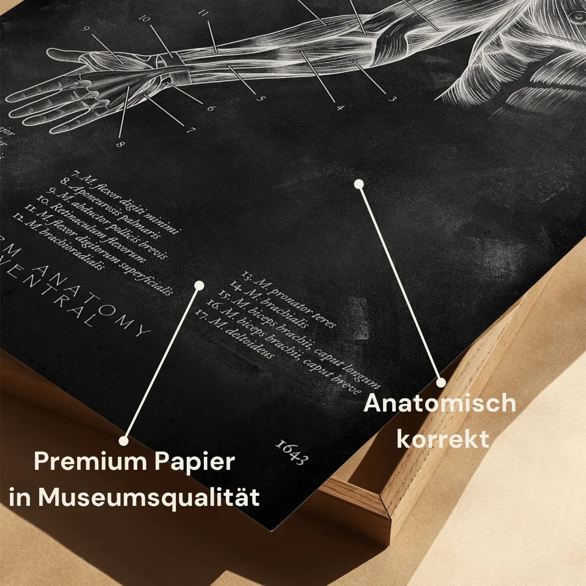 Arm Anatomie ventral - Chalkboard - Animus Medicus GmbH