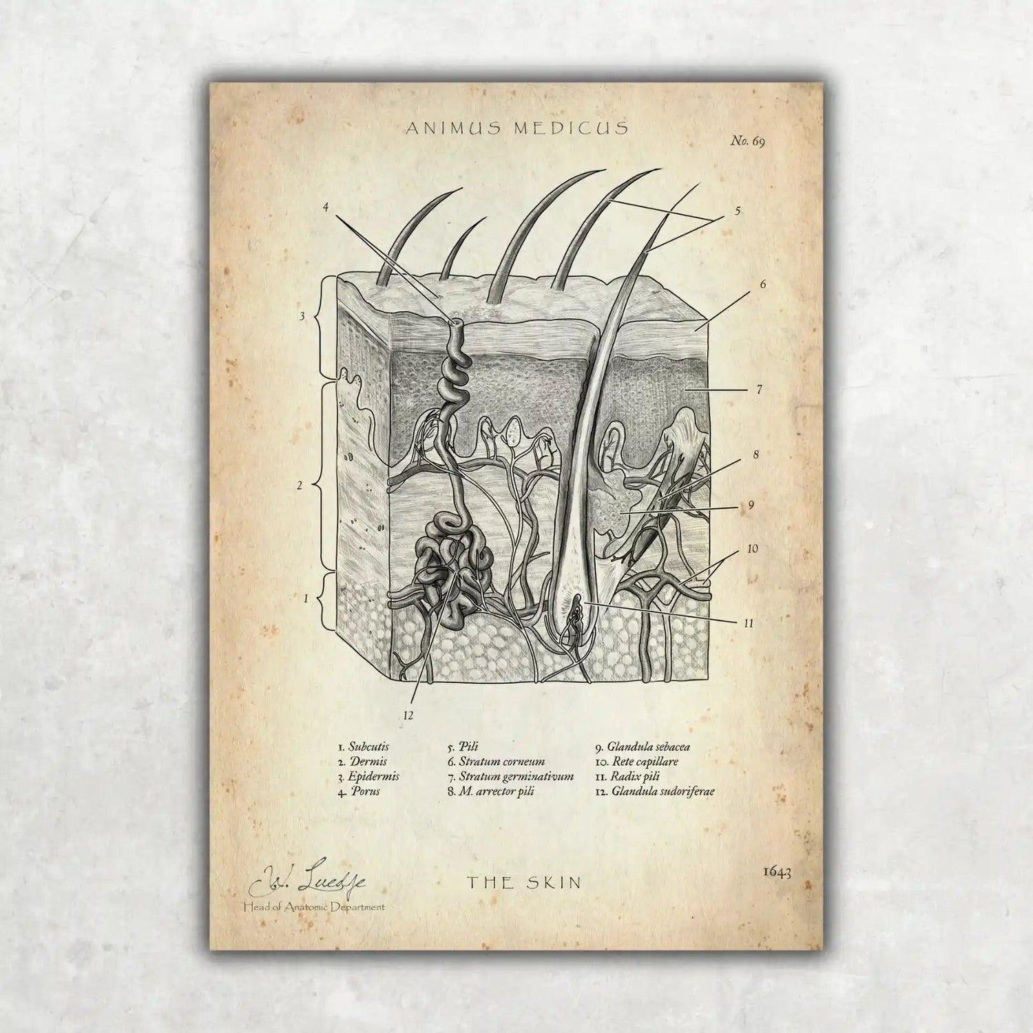 Aufbau der Haut - Animus Medicus GmbH