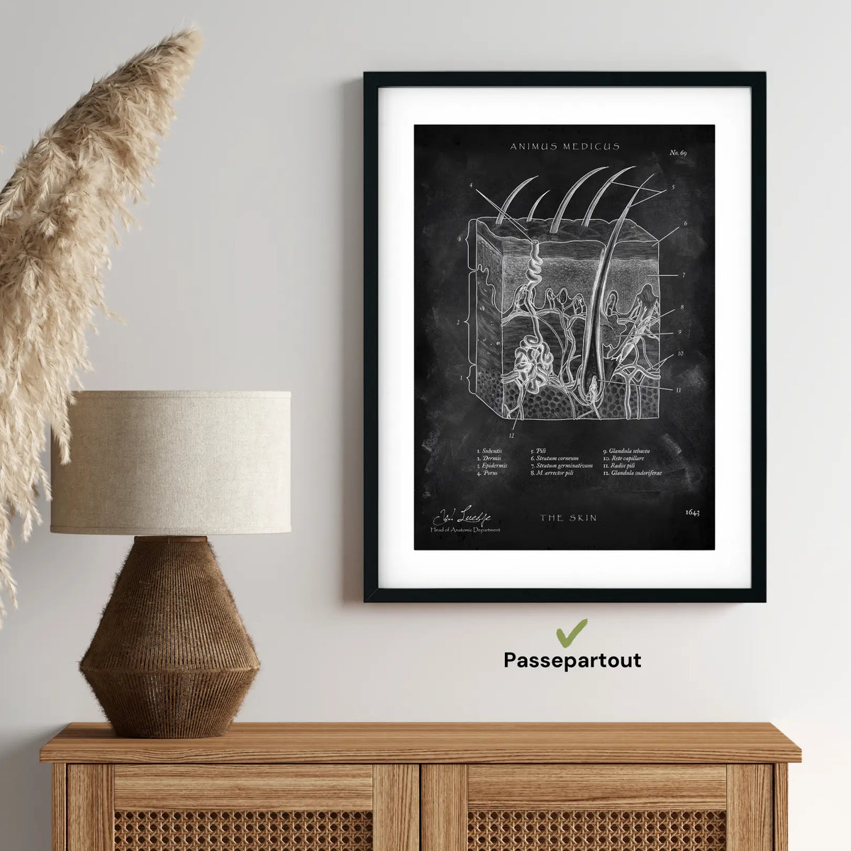 Aufbau der Haut - Chalkboard - Animus Medicus GmbH