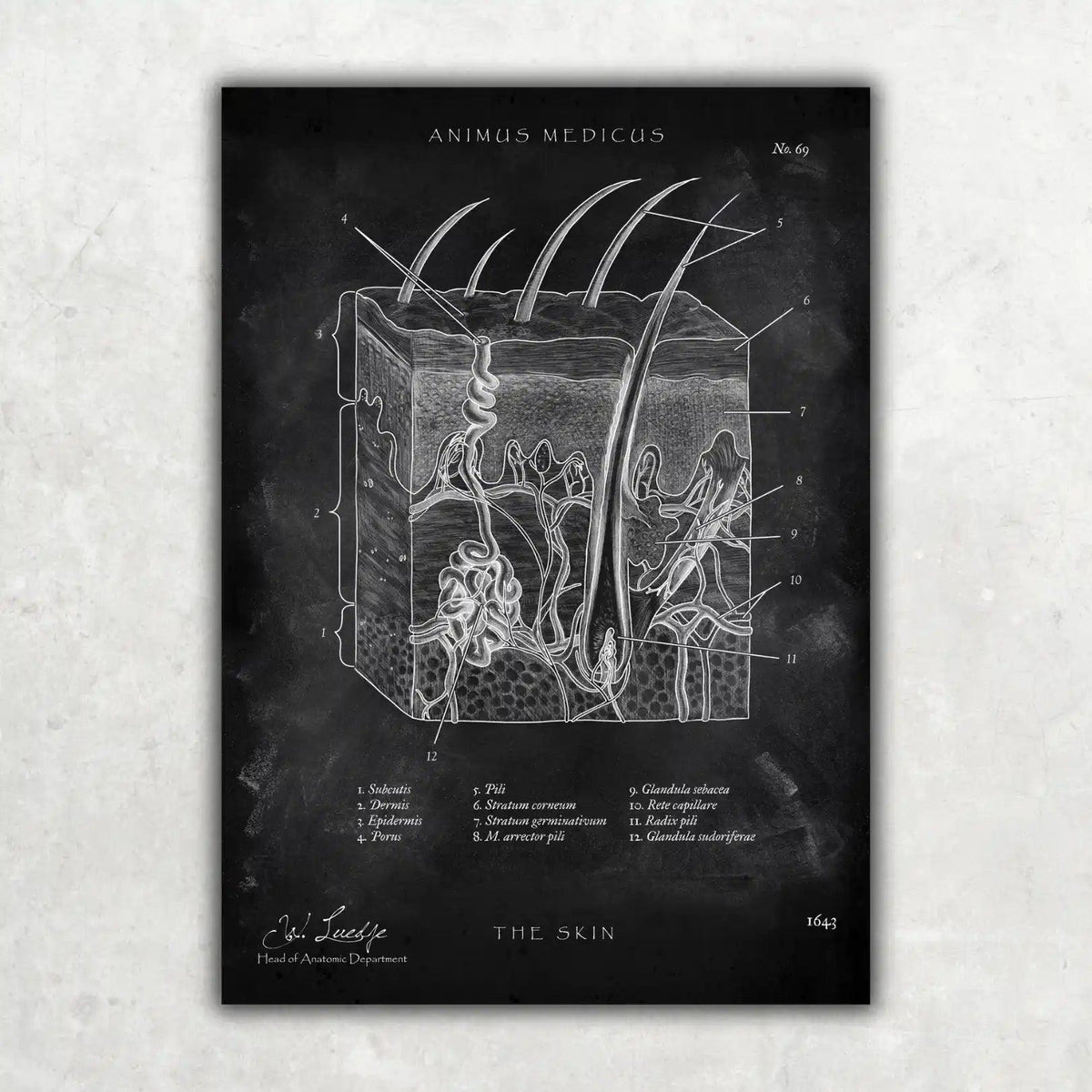 Aufbau der Haut - Chalkboard - Animus Medicus GmbH