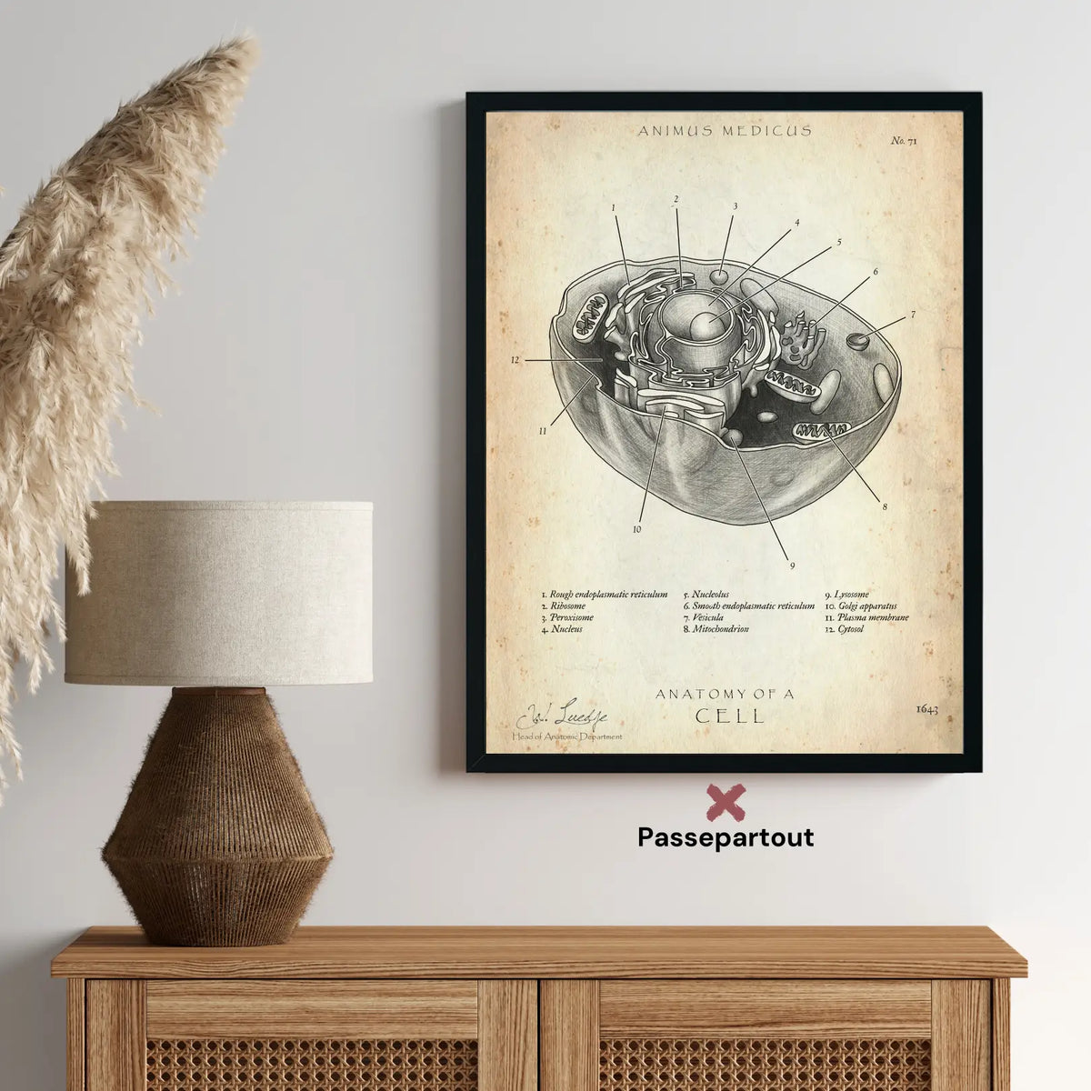 Aufbau menschliche Zelle - Animus Medicus GmbH