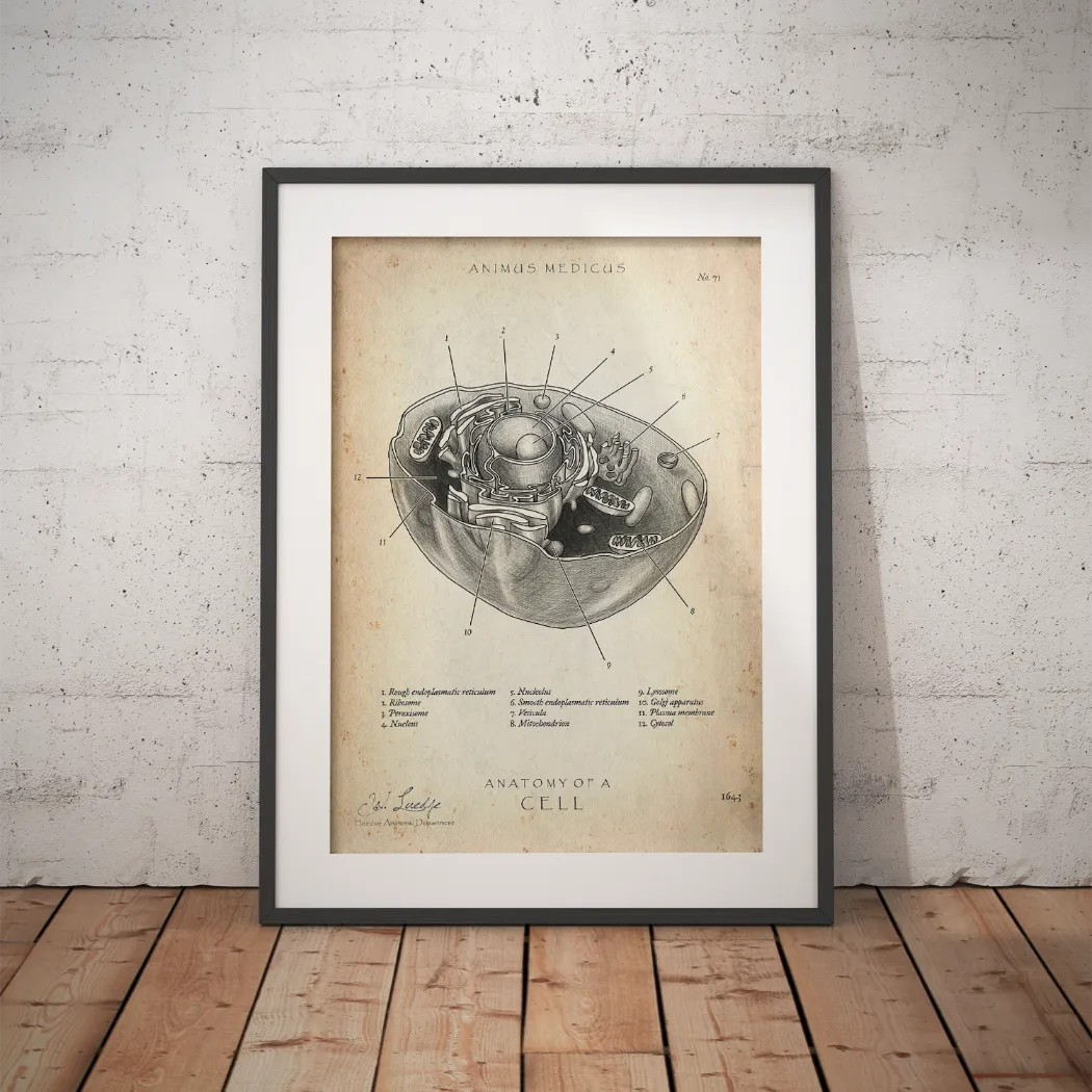 Aufbau menschliche Zelle - Animus Medicus GmbH