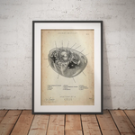 Aufbau menschliche Zelle - Animus Medicus GmbH