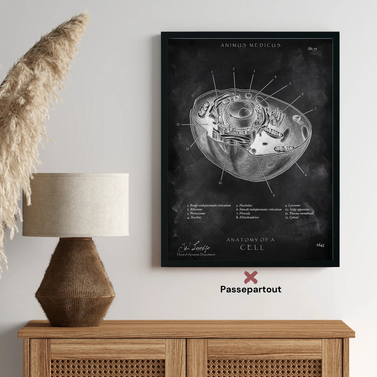 Aufbau menschliche Zelle - Chalkboard - Animus Medicus GmbH