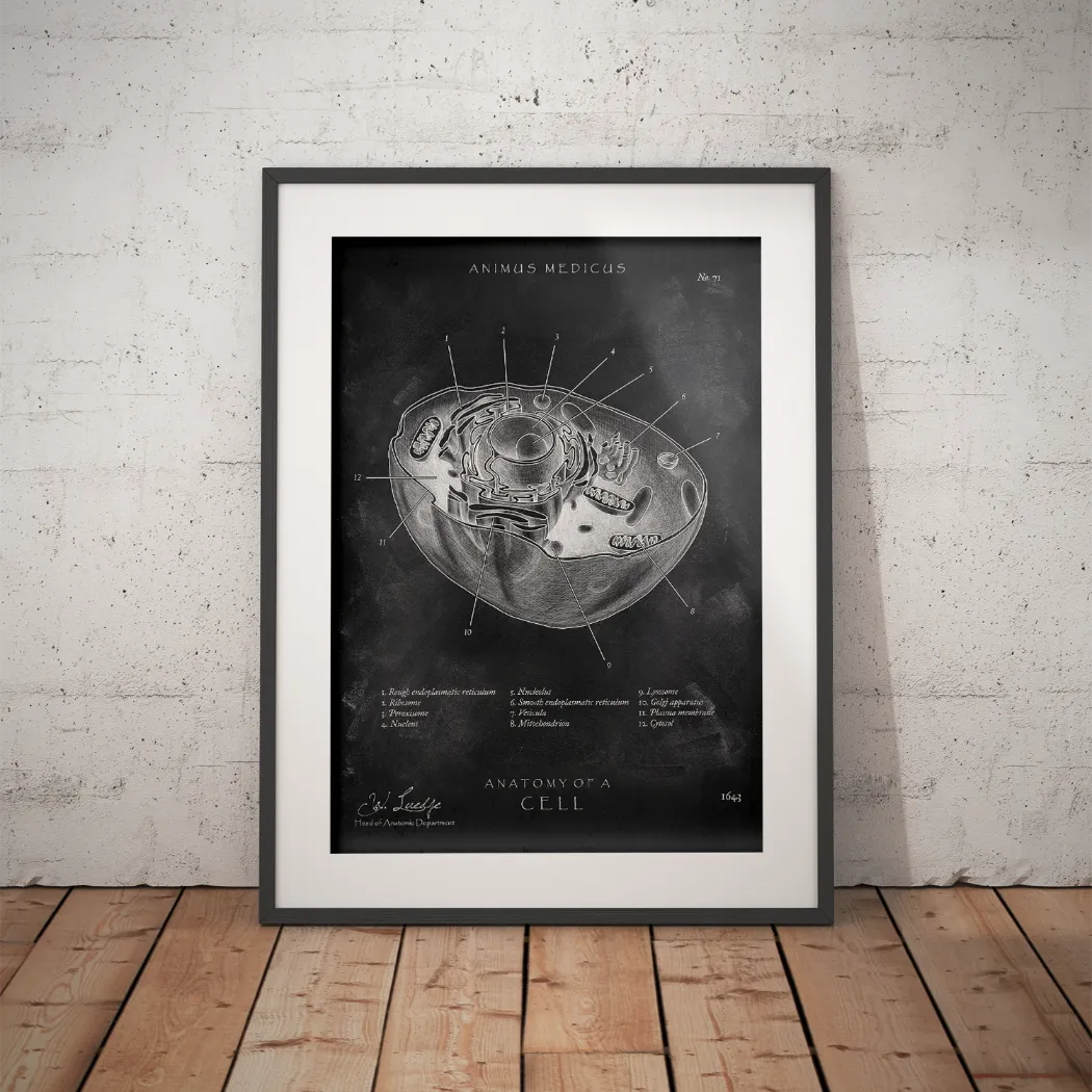 Aufbau menschliche Zelle - Chalkboard - Animus Medicus GmbH