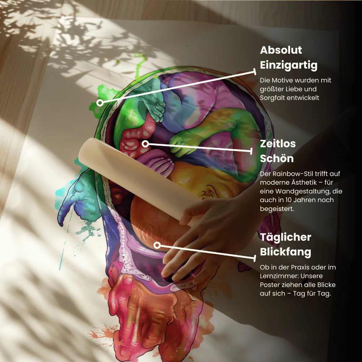 Baby Anatomie - Rainbow - Animus Medicus GmbH