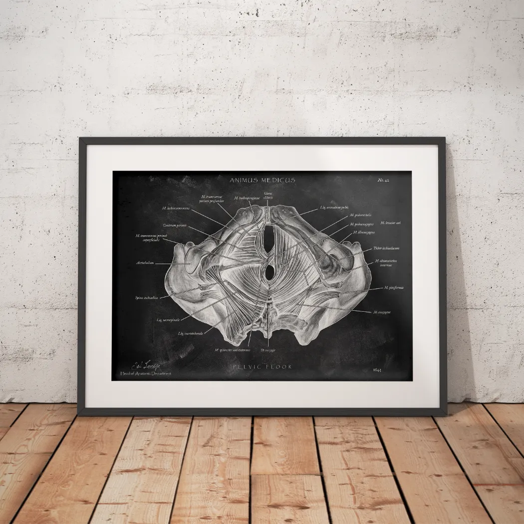Beckenboden Muskulatur - Chalkboard - Animus Medicus GmbH