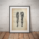 Beinmuskulatur Anatomie - Animus Medicus GmbH