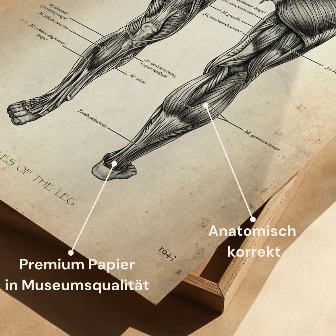 Beinmuskulatur Anatomie - Animus Medicus GmbH
