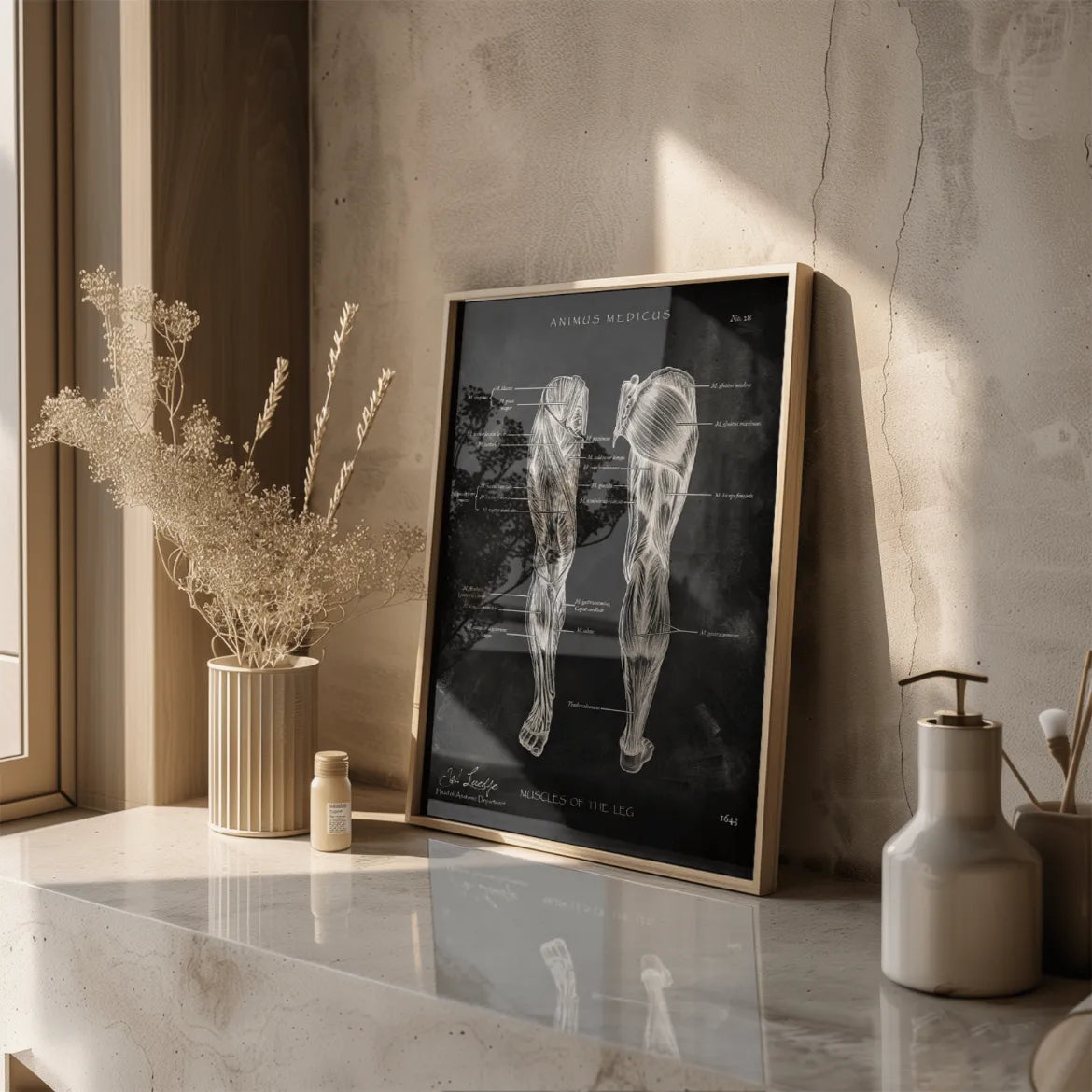 Beinmuskulatur Anatomie - Chalkboard - Animus Medicus GmbH