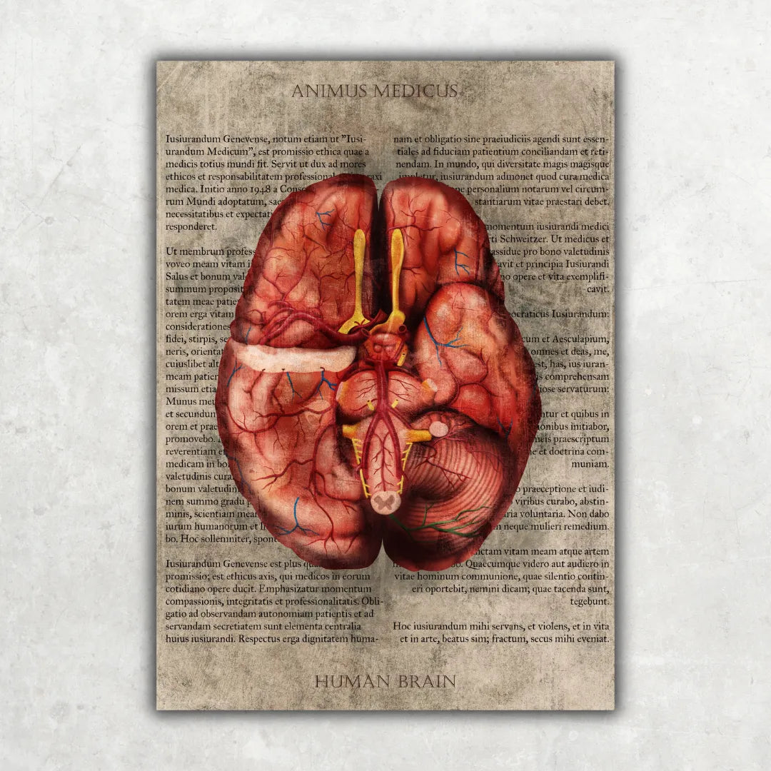 Das Gehirn - Buchseite - Animus Medicus GmbH