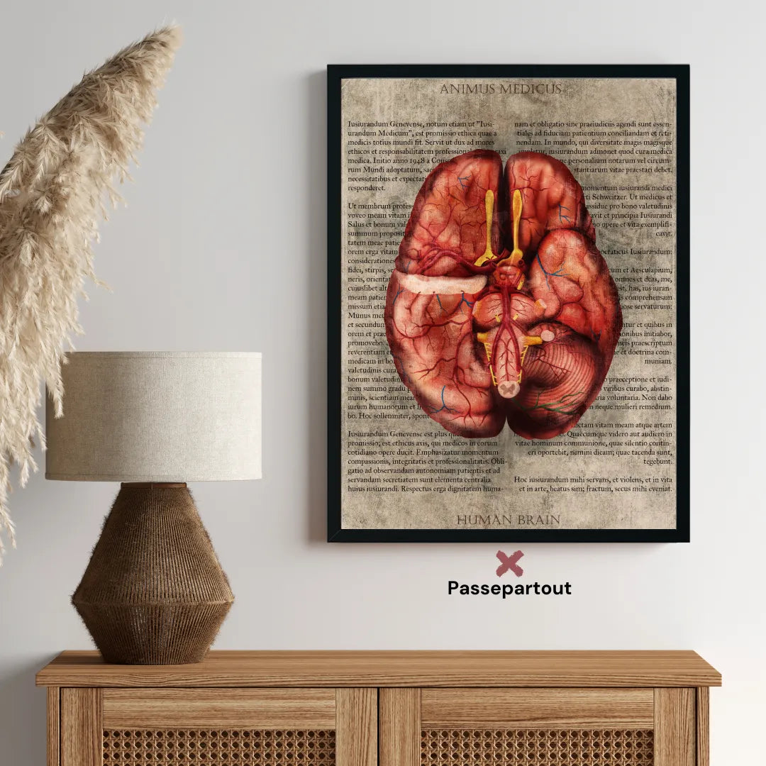 Das Gehirn - Buchseite - Animus Medicus GmbH