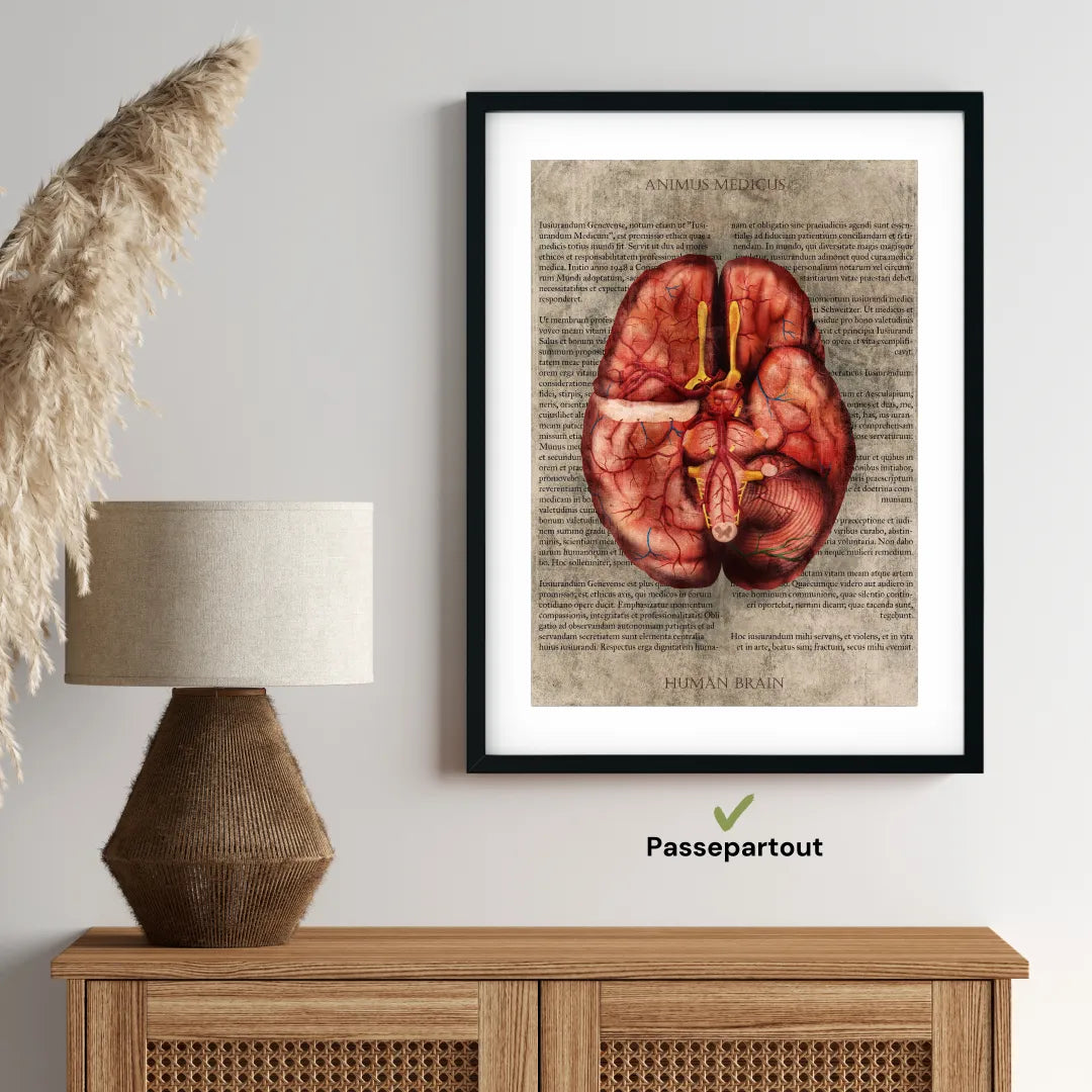 Das Gehirn - Buchseite - Animus Medicus GmbH