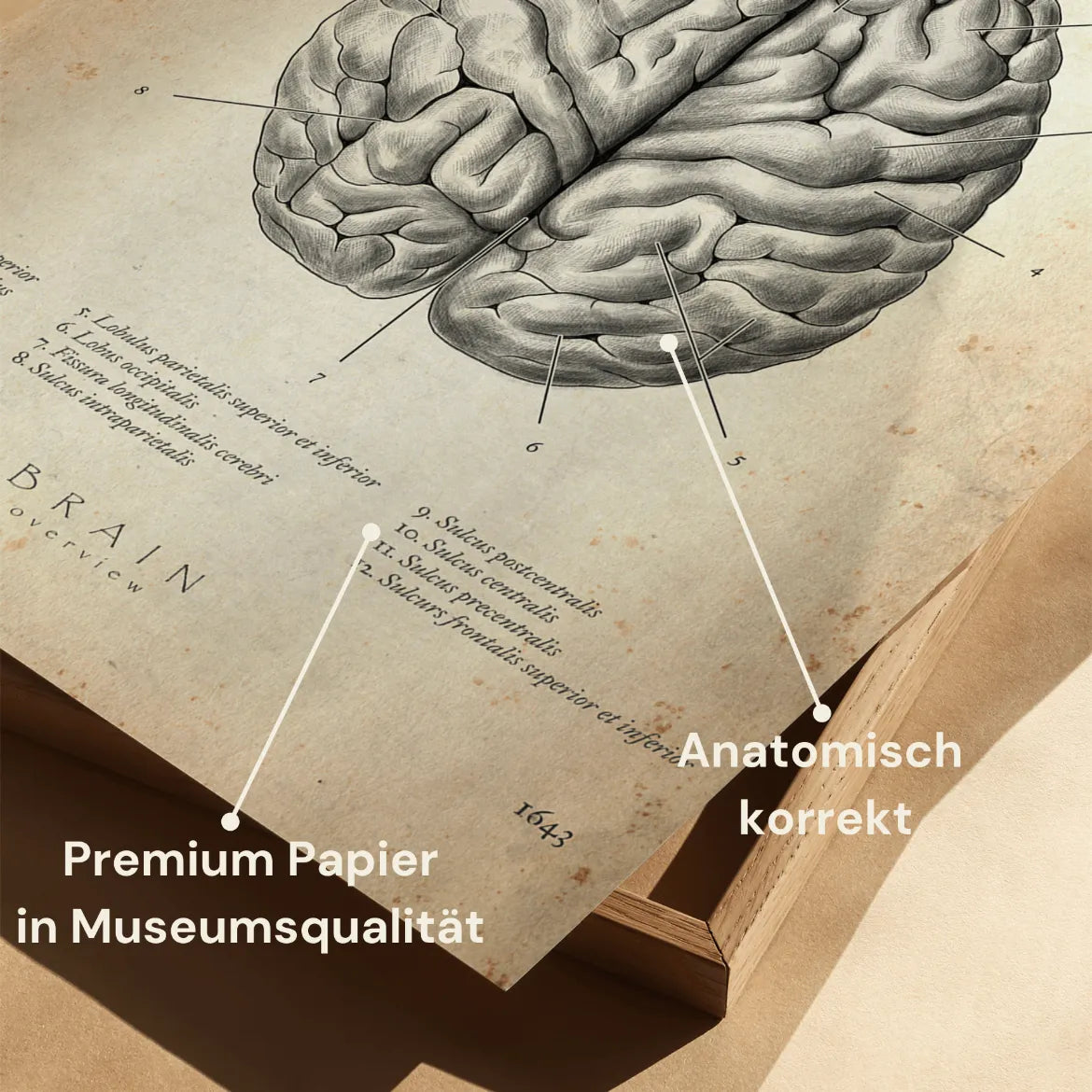 Das menschliche Gehirn - Animus Medicus GmbH