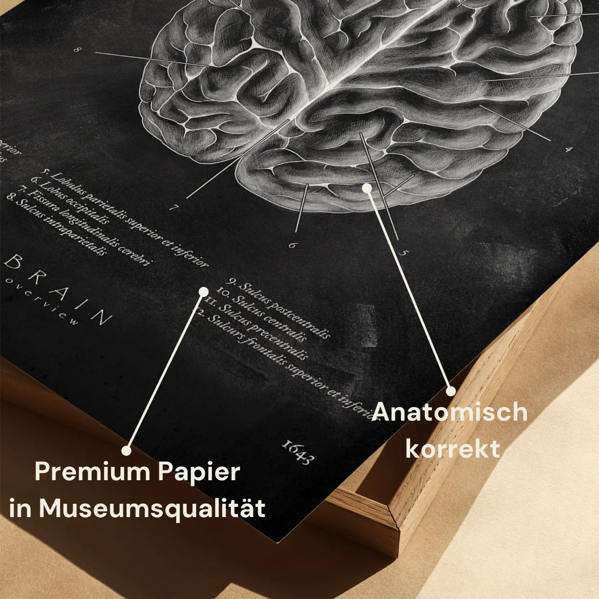 Das menschliche Gehirn - Chalkboard - Animus Medicus GmbH