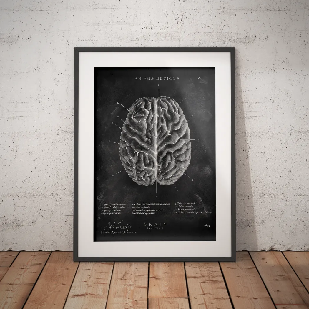 Das menschliche Gehirn - Chalkboard - Animus Medicus GmbH