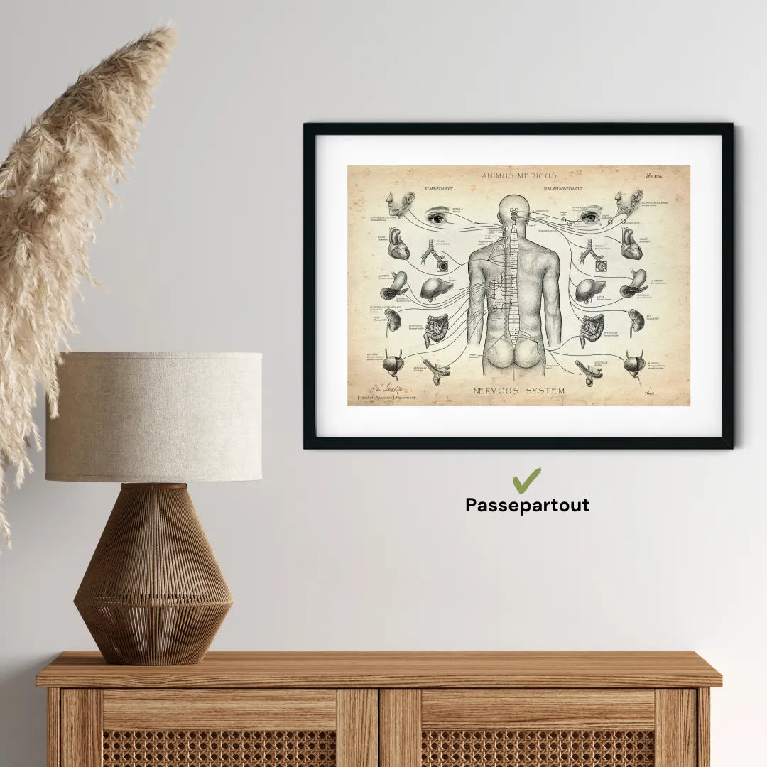 Das vegetative Nervensystem - Animus Medicus GmbH