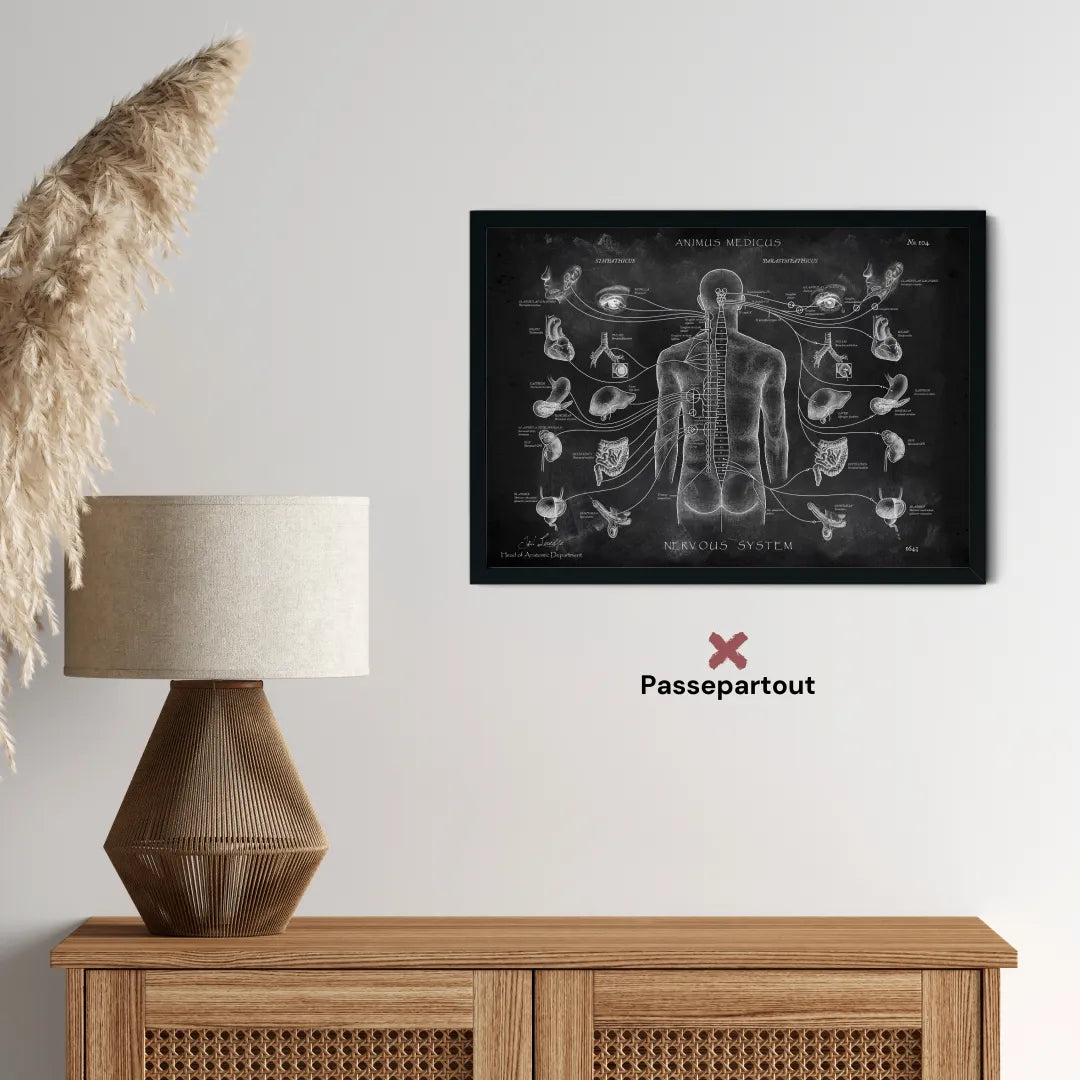 Das vegetative Nervensystem - Chalkboard - Animus Medicus GmbH