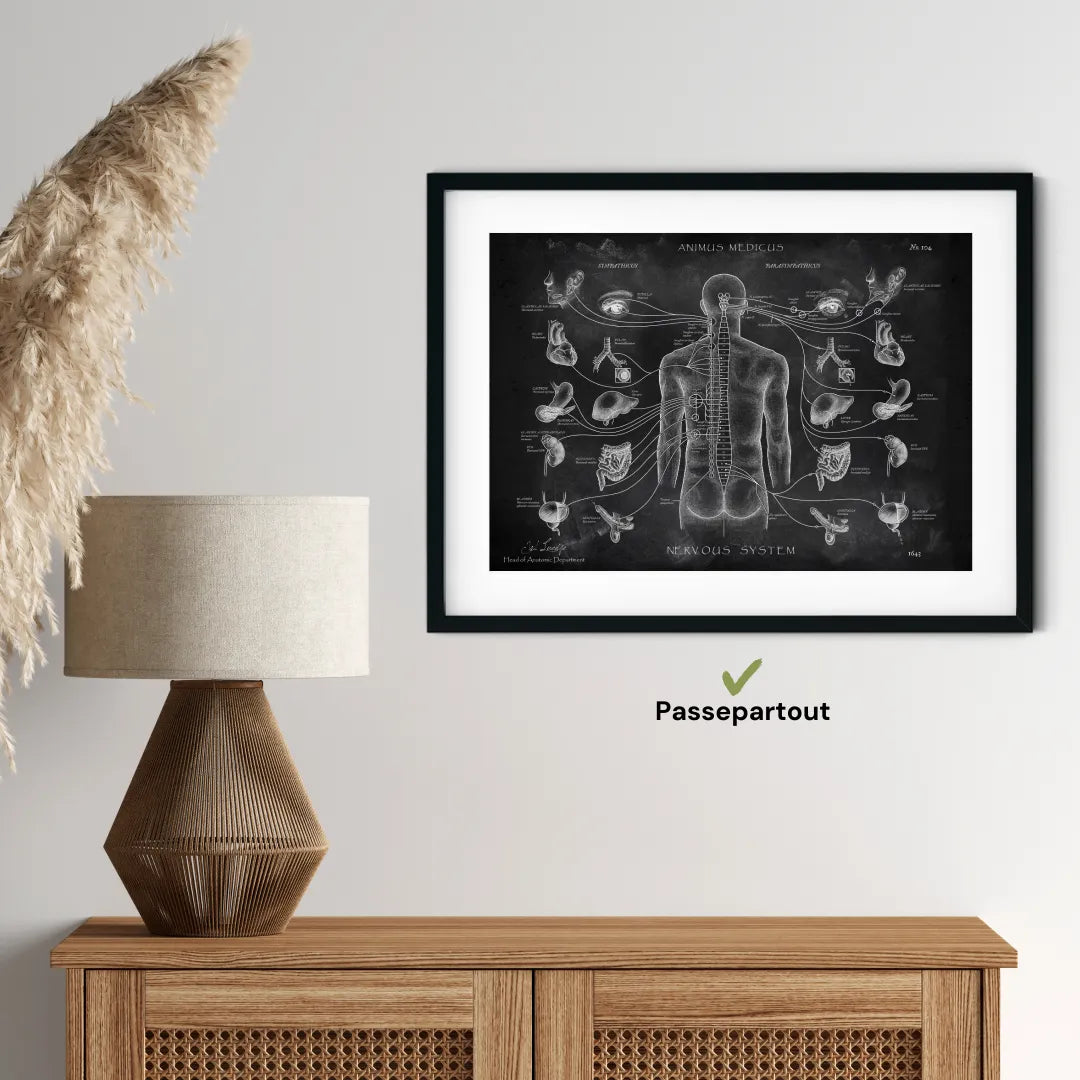 Das vegetative Nervensystem - Chalkboard - Animus Medicus GmbH