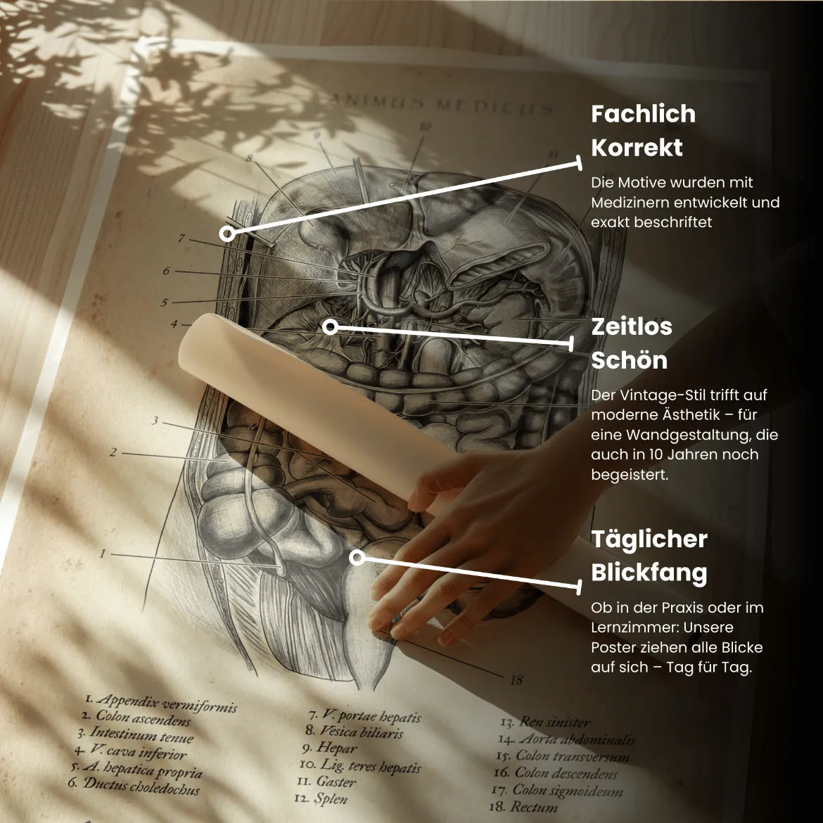 Der Bauch im Schnitt - Animus Medicus GmbH