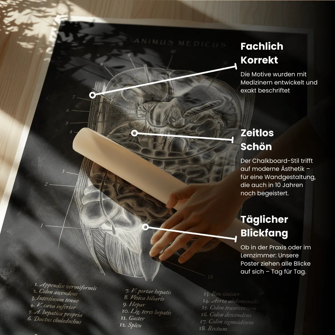 Der Bauch im Schnitt - Chalkboard - Animus Medicus GmbH