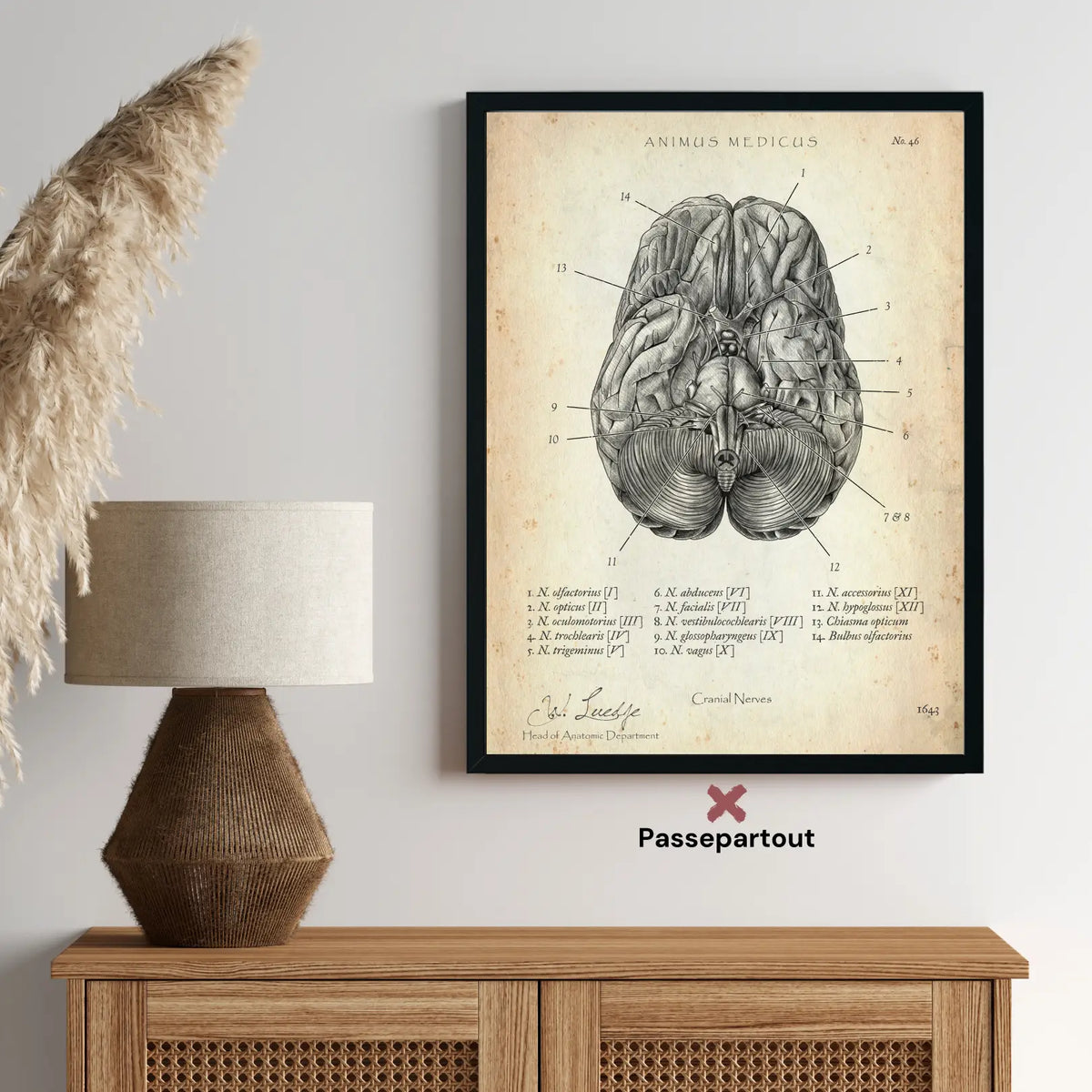 Die 12 Hirnnerven - Animus Medicus GmbH