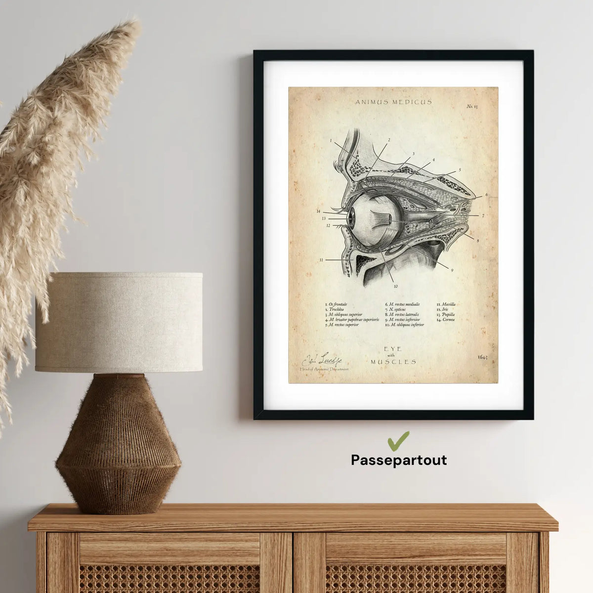 Die Augen Anatomie - Animus Medicus GmbH