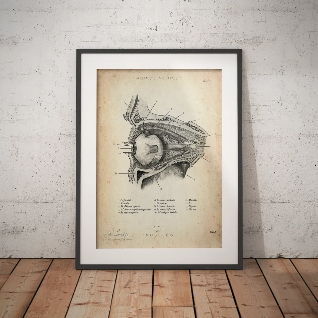 Die Augen Anatomie - Animus Medicus GmbH