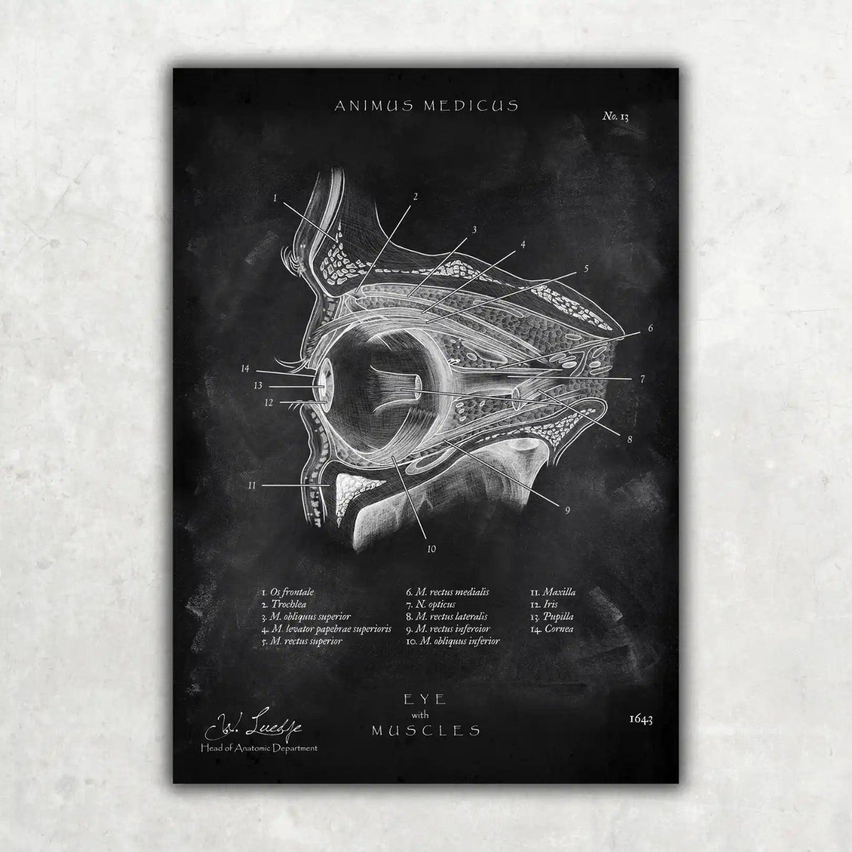 Die Augen Anatomie - Chalkboard - Animus Medicus GmbH