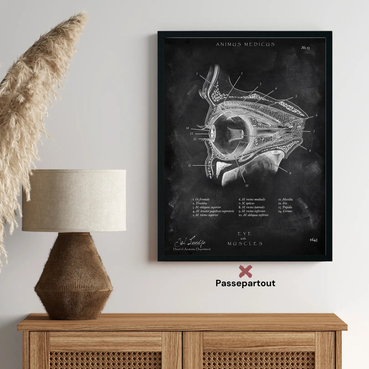 Die Augen Anatomie - Chalkboard - Animus Medicus GmbH