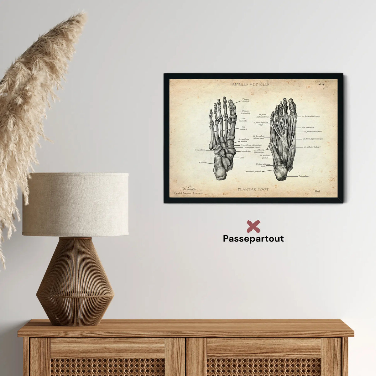 Fuß Anatomie | Knochen und Muskeln - Animus Medicus GmbH