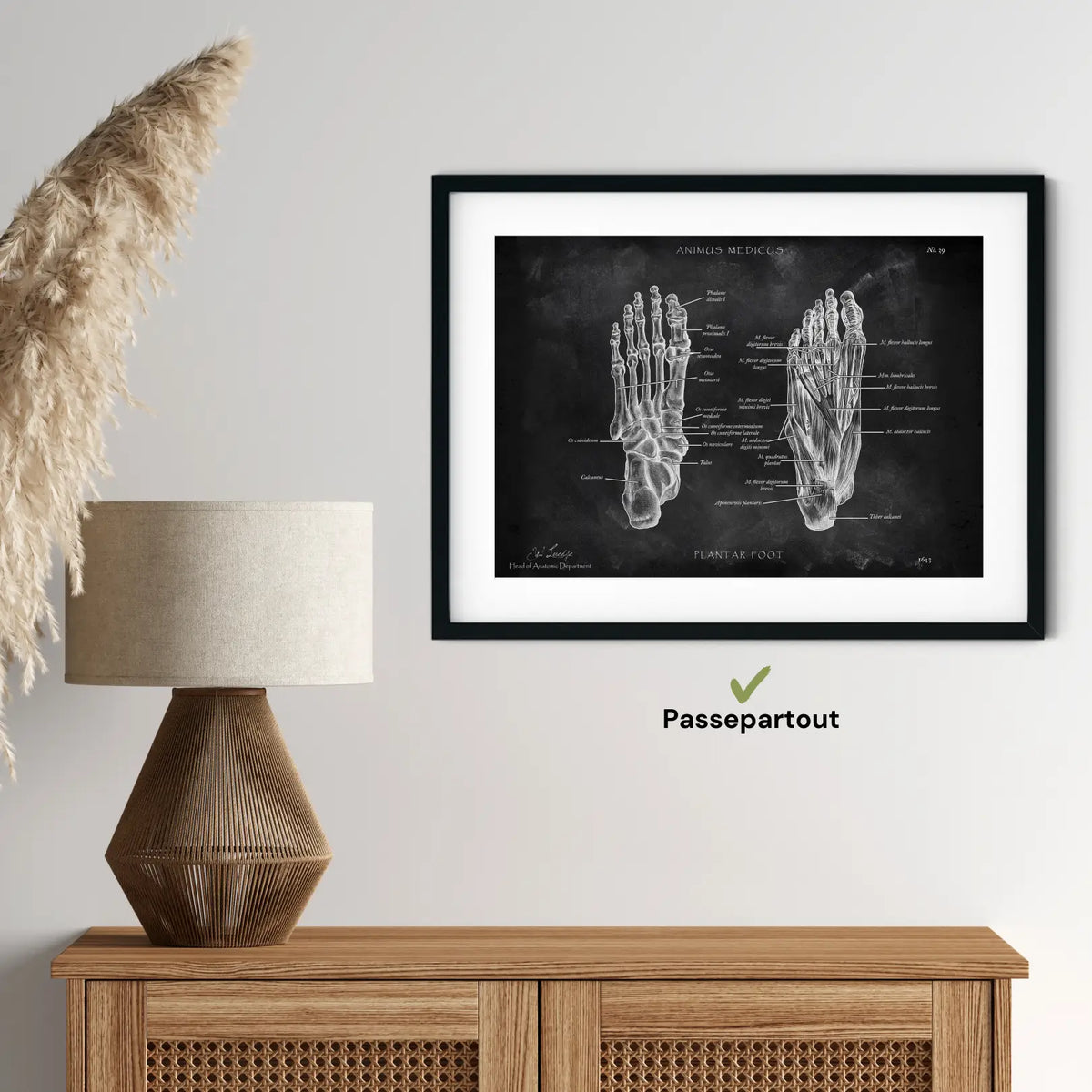 Fuß Anatomie | Knochen und Muskeln - Chalkboard - Animus Medicus GmbH