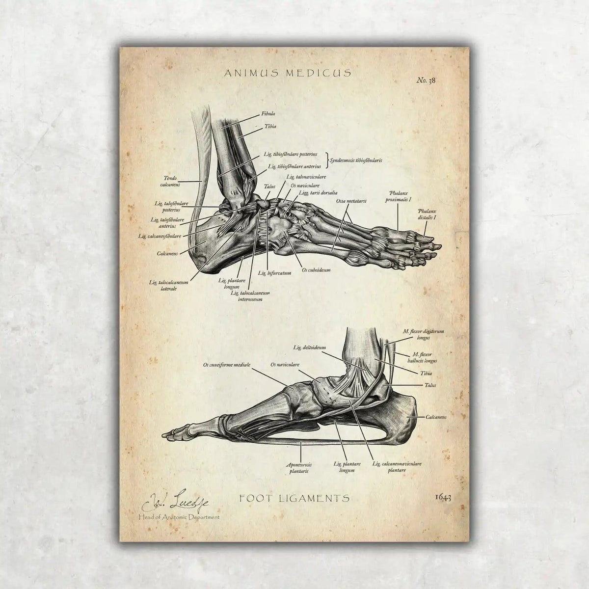 Fuß Anatomie Sammlung - Animus Medicus GmbH