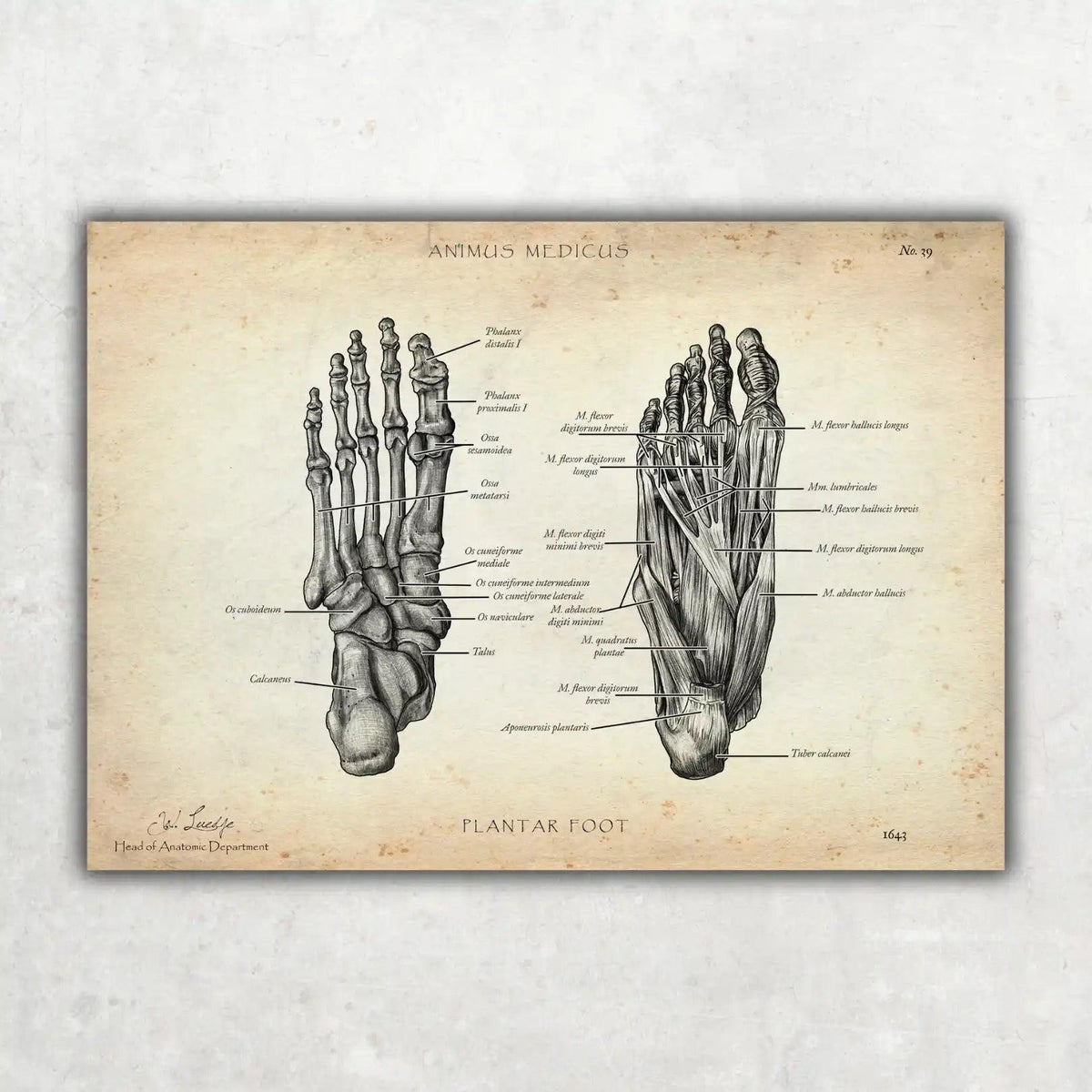 Fuß Anatomie Sammlung - Animus Medicus GmbH