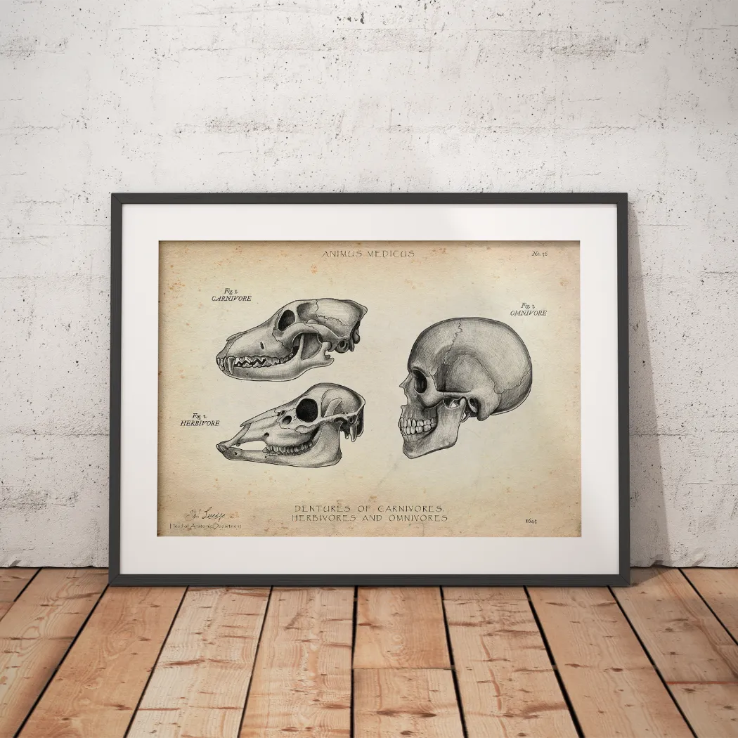 Gebiss der Säugetiere - Animus Medicus GmbH