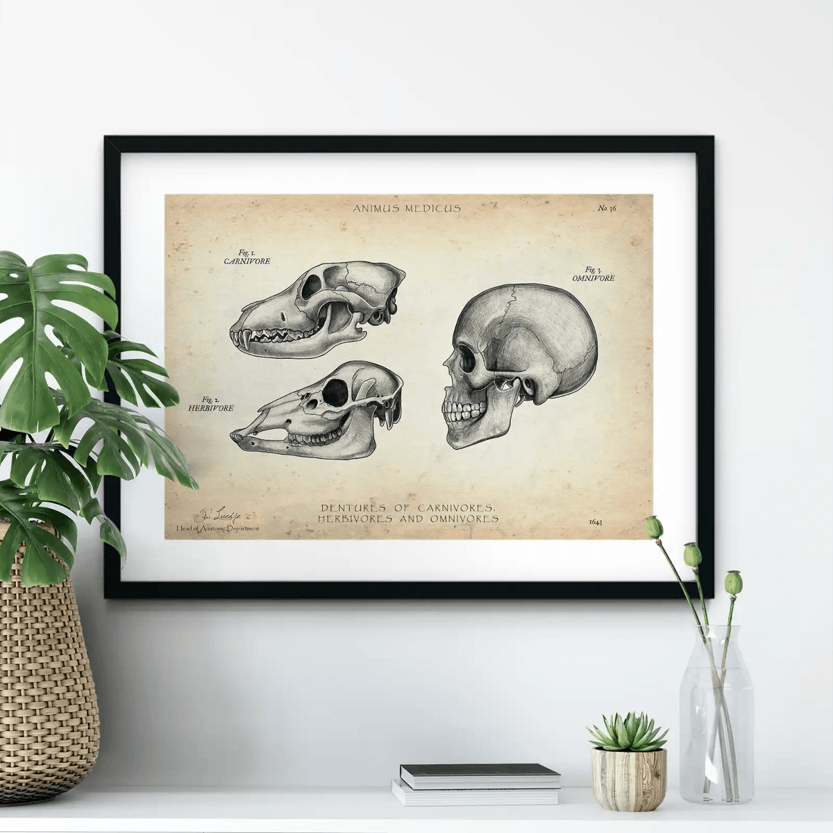 Gebiss der Säugetiere - Animus Medicus GmbH