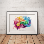 Gehirn Anatomie - Rainbow - Animus Medicus GmbH